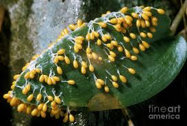 Attēlu rezultāti vaicājumam “myxomicetes”