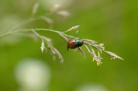 Attēlu rezultāti vaicājumam “Phyllopertha horticola imago”