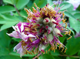 Image result for Pfingstrose