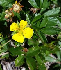 Image result for Potentilla tormentilla
