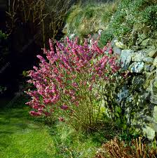 Attēlu rezultāti vaicājumam “Daphne mezereum”