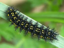 Attēlu rezultāti vaicājumam “Euphydryas maturna upperside”