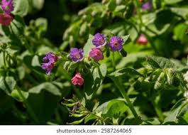 Attēlu rezultāti vaicājumam “Pulmonaria obscura leaf”