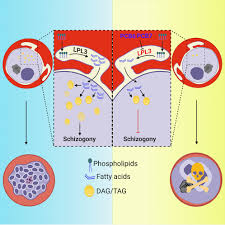 Attēlu rezultāti vaicājumam “Lycogala botrydium plasmodium”
