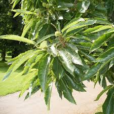 Attēlu rezultāti vaicājumam “Castanea sativa  leaf”