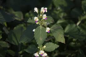 Attēlu rezultāti vaicājumam “Galeopsis speciosa”