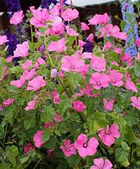 Image result for Lavatera trimestris