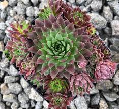 Attēlu rezultāti vaicājumam “Jovibarba globifera flower”