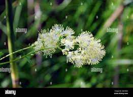 Attēlu rezultāti vaicājumam “Thalictrum lucidum”