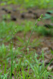 Attēlu rezultāti vaicājumam “Carex remota fruit”