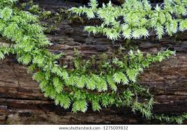 Attēlu rezultāti vaicājumam “Brachythecium”