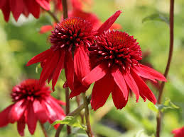 Image result for roter Sonnenhut