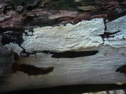 Attēlu rezultāti vaicājumam “Sidera lenis”