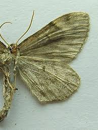 Attēlu rezultāti vaicājumam “Thera variata”