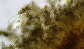 Attēlu rezultāti vaicājumam “Chaenotheca brunneola”