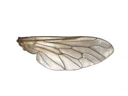 Attēlu rezultāti vaicājumam “Therevidae”