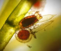 Attēlu rezultāti vaicājumam “Chara aspera male”