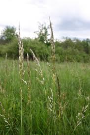 Attēlu rezultāti vaicājumam “Helictotrichon pubescens”