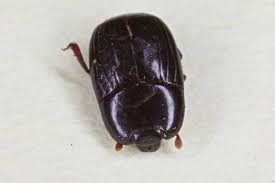 Attēlu rezultāti vaicājumam “Histeridae”