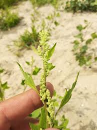 Attēlu rezultāti vaicājumam “Chenopodium acerifolium”