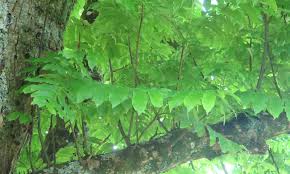 Attēlu rezultāti vaicājumam “Pterocarya fraxinifolia leaf”