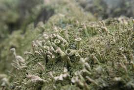 Attēlu rezultāti vaicājumam “Cladonia deformis”