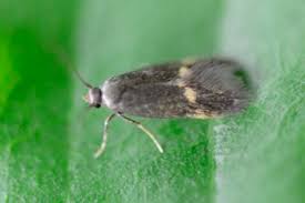 Attēlu rezultāti vaicājumam “Borkhausenia minutella”