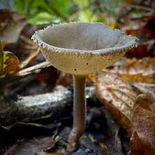 Attēlu rezultāti vaicājumam “Helvella macropus”