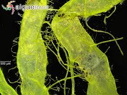 Attēlu rezultāti vaicājumam “Enteromorpha sp.”