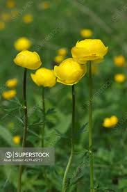 Attēlu rezultāti vaicājumam “Trollius europaeus flower”