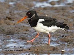Attēlu rezultāti vaicājumam “Haematopus ostralegus”