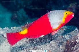 Image result for Sparisoma amplum