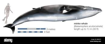 Image result for Balaenoptera acutorostrata