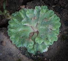 Attēlu rezultāti vaicājumam “Ricciocarpos natans”