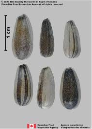 Attēlu rezultāti vaicājumam “Helianthus annuus fruit”