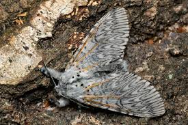 Attēlu rezultāti vaicājumam “Cerura vinula imago”