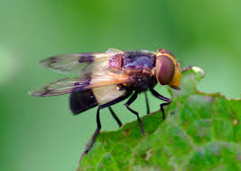 Attēlu rezultāti vaicājumam “Volucella pellucens”