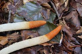 Attēlu rezultāti vaicājumam “Mutinus caninus”