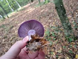 Attēlu rezultāti vaicājumam “Collybia sp.”