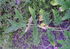 Image result for Heracleum sphondylium