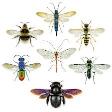 Attēlu rezultāti vaicājumam “Physarum ovisporum sessile”