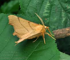 Attēlu rezultāti vaicājumam “Ennomos erosaria”