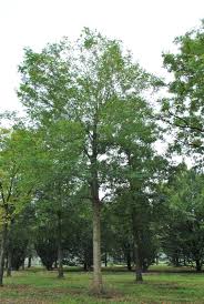 Attēlu rezultāti vaicājumam “Robinia”