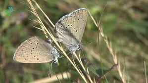 Attēlu rezultāti vaicājumam “Maculinea teleius”