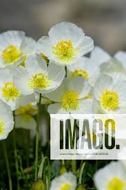 Image result for Alpenmohn