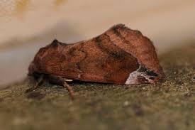 Attēlu rezultāti vaicājumam “Cosmia pyralina”