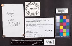 Attēlu rezultāti vaicājumam “Podostroma leucopus”