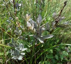 Attēlu rezultāti vaicājumam “Salix lapponum”