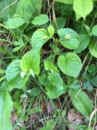 Attēlu rezultāti vaicājumam “Viola mirabilis”