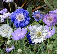 Image result for scabiosa caucasica